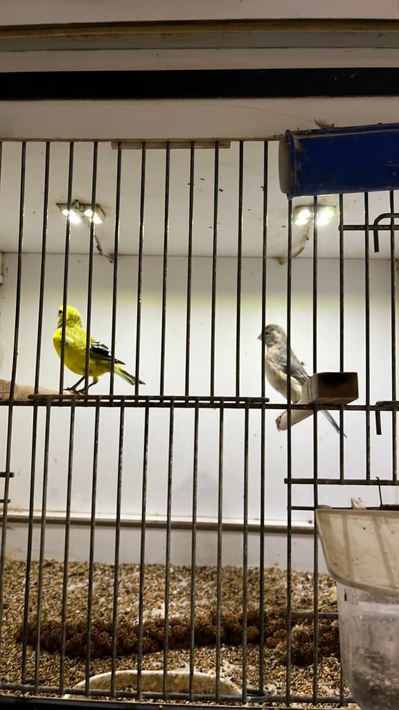 Diverse vogels, Dieren en Toebehoren, Vogels | Overige Vogels, Meerdere dieren, Tropenvogel, Geringd