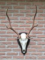 Mooi Edelhert Gewei Jacht Trofee Mancave Jacht Hut g11, Ophalen, Gebruikt, Hert, Gewei of Kop