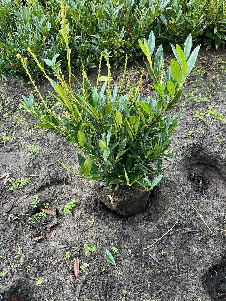 Prunus otto luyken, Tuin en Terras, Ophalen of Verzenden, Overige soorten, Halfschaduw