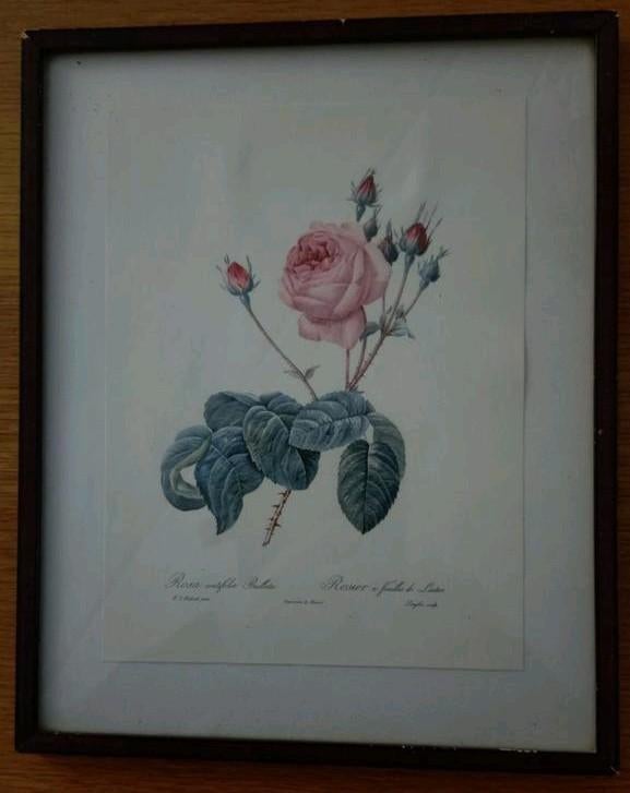 Rosa centifolia Bullata ets van P.J. Redouté, Antiek en Kunst, Ophalen