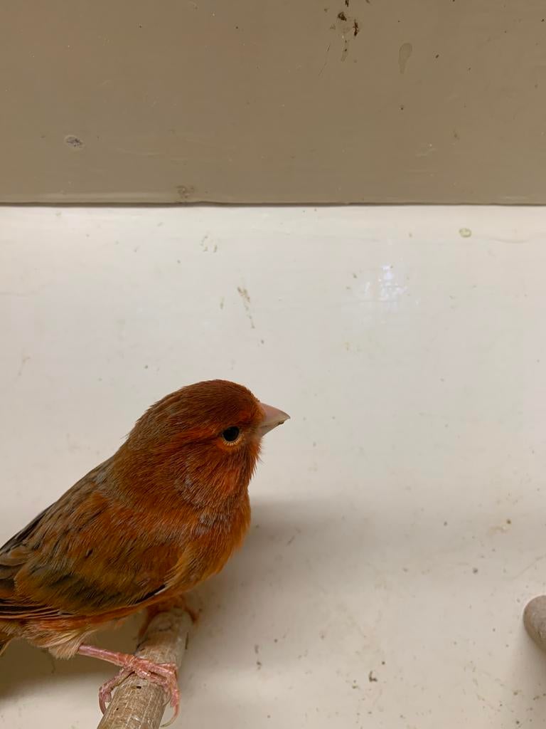 3 poppen kanaries, Dieren en Toebehoren, Vogels | Kanaries, Vrouwelijk, Kleurkanarie