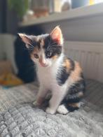 Leuke kitten zoekt nieuw huis., Dieren en Toebehoren, Katten en Kittens | Overige Katten, Poes