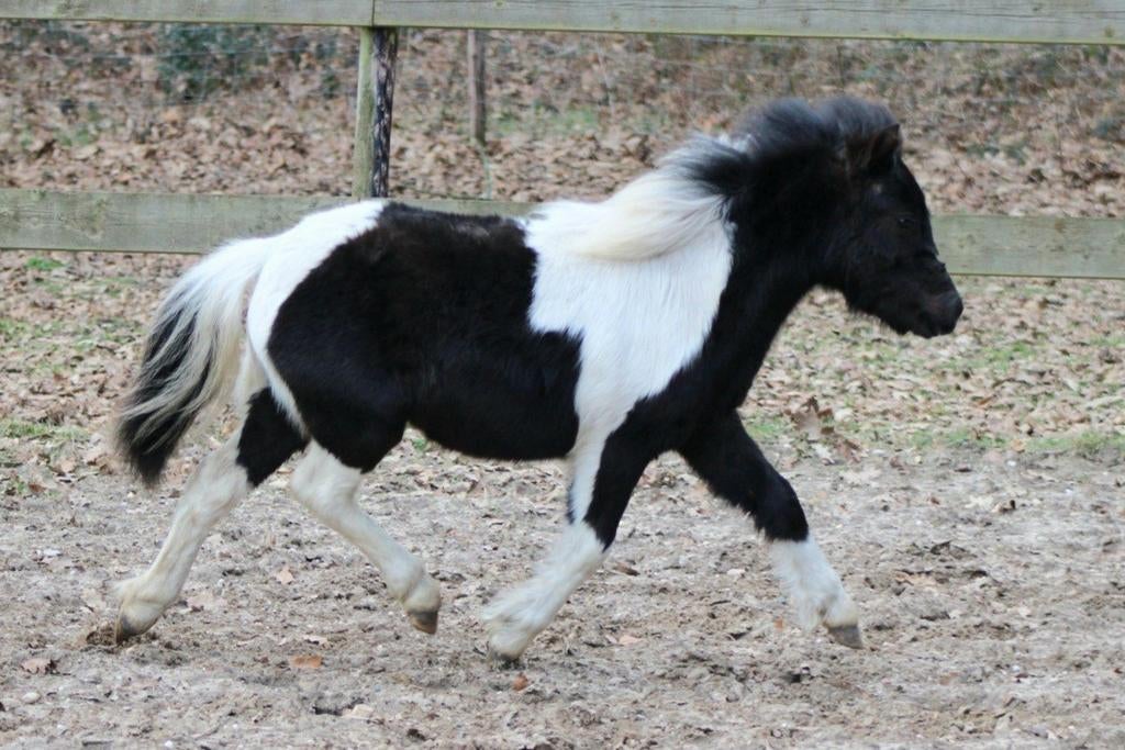 Buitenkans! Prachtig 1e premie NMPRS minipaardje, Dieren en Toebehoren, Hengst, A pony (tot 1.17m), 0 tot 2 jaar