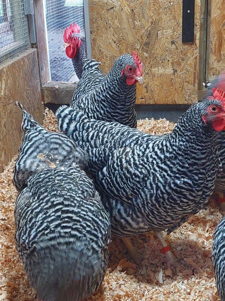 Amrock broedeieren, Dieren en Toebehoren, Pluimvee, Geslacht onbekend, Kip