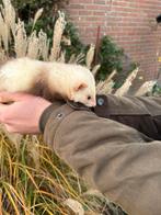 Gewijzigde advertentieTe koop fret shandy (dek)ram van 2025., Mei, Meerdere dieren