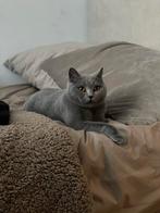 Britse kort haar poes, Poes