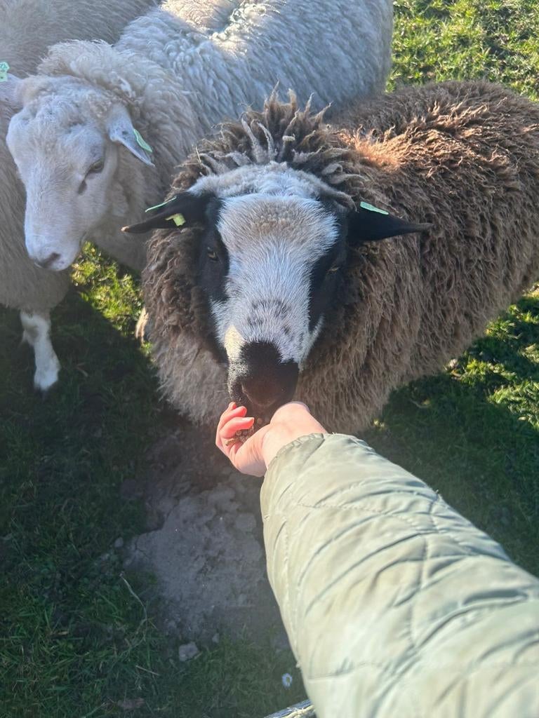Drie mooie bonte rammen, Mannelijk, Schaap, 0 tot 2 jaar