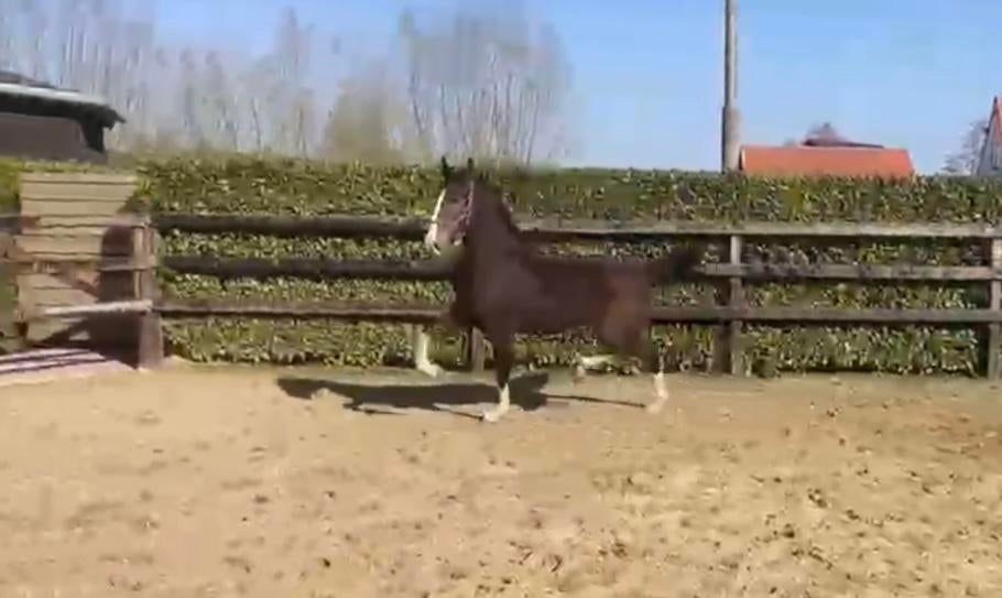 Te Koop: Tweejarige tuigpaardmerrie, Dieren en Toebehoren, Merrie, Met stamboom, Niet van toepassing, 0 tot 2 jaar