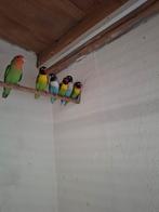 Jongen agaporniden, Dieren en Toebehoren, Vogels | Parkieten en Papegaaien, Meerdere dieren, Dwergpapegaai of Agapornis, Tam