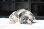 Franse Bulldog pups langere open neus België, België, 8 tot 15 weken, Parvo, Bulldog