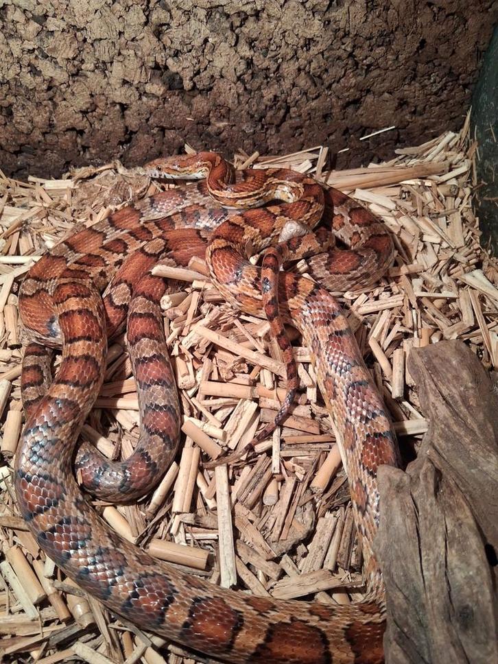 Rode rattenslangen Rat Snake - unknown for sale from Dave