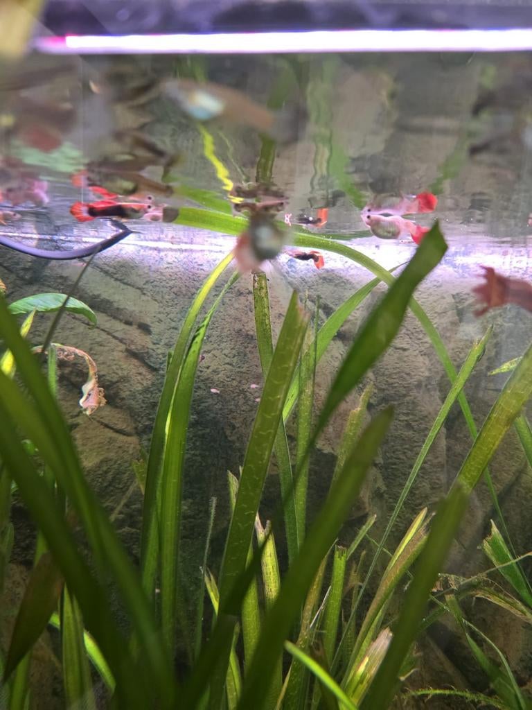 Mooie Jonge Guppen, Dieren en Toebehoren, Vissen | Aquariumvissen, Vis