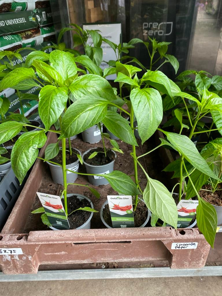 Spaanse pepers en paprika's - Diverse soorten, Tuin en Terras, Planten | Tuinplanten, Ophalen, Volle zon, Eenjarig, Zomer