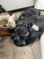 Lieve border collie x pups, Dieren en Toebehoren, 8 tot 15 weken, Parvo, Meerdere, Meerdere dieren