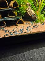 Blauwe garnalen, Dieren en Toebehoren