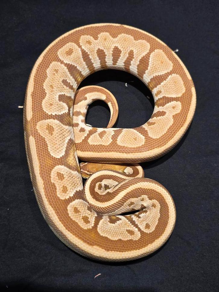 1.0 bongo ultramel ball python Ball Python - male for sale from martijn