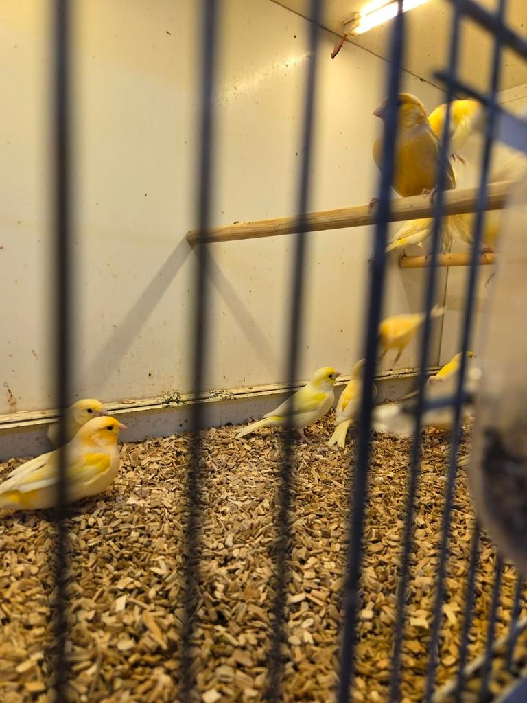 Oranje kanaries, Meerdere dieren, Kleurkanarie