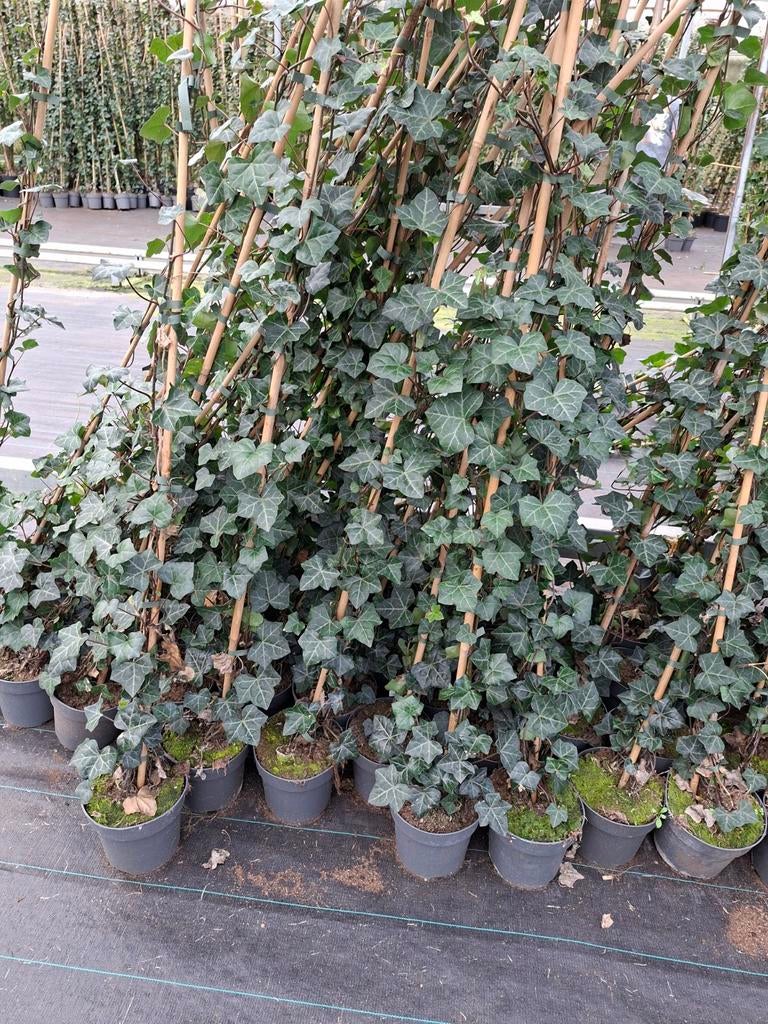 Hedera hibernica aktie, Tuin en Terras, Ophalen of Verzenden, Overige soorten, 100 tot 250 cm