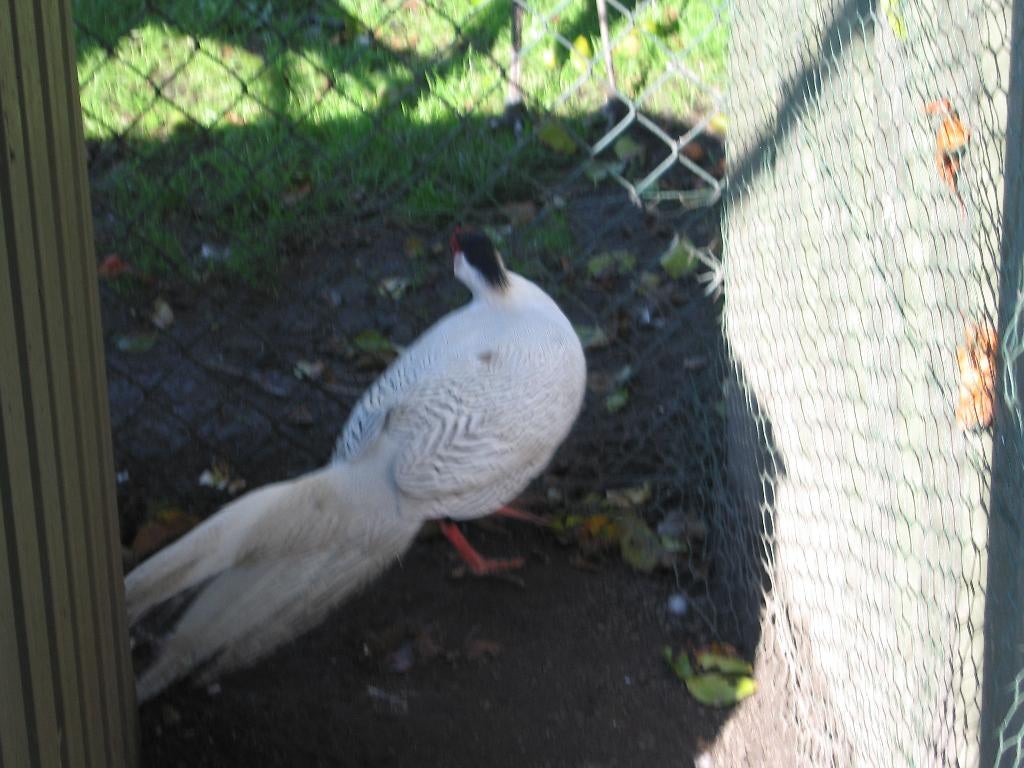 Fazanten, Dieren en Toebehoren, Meerdere dieren, Overige soorten