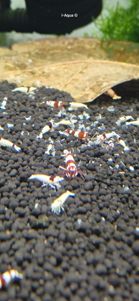 Wine red Mosura RSM garnalen aquarium, Kreeft, Krab of Garnaal