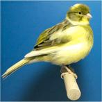 Fife fancy kanarie, Dieren en Toebehoren, Vogels | Kanaries, Vrouwelijk, Postuurkanarie