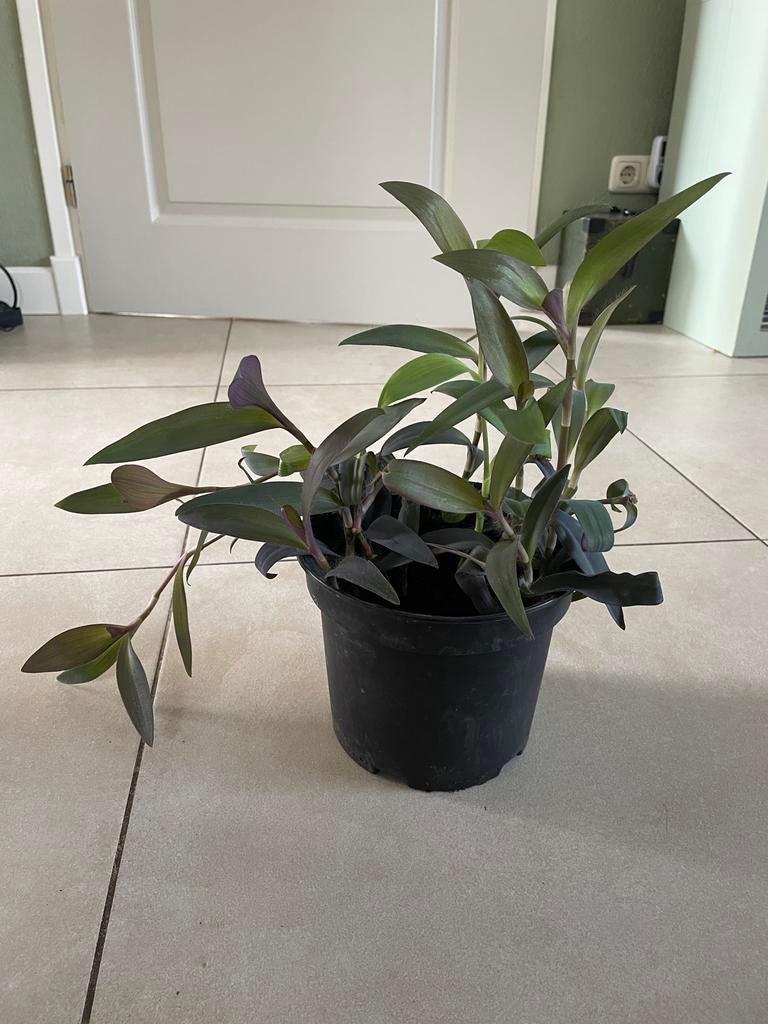 Tradescantia pallida/ Purperhart - Levendige Kamerplant, Huis en Inrichting, Ophalen, Overige soorten, Halfschaduw, In pot