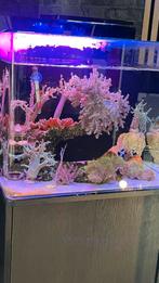 Bluemarine reef90 zeeaquarium, Dieren en Toebehoren, Vissen | Aquaria en Toebehoren, Ophalen of Verzenden, Zo goed als nieuw, Leeg aquarium
