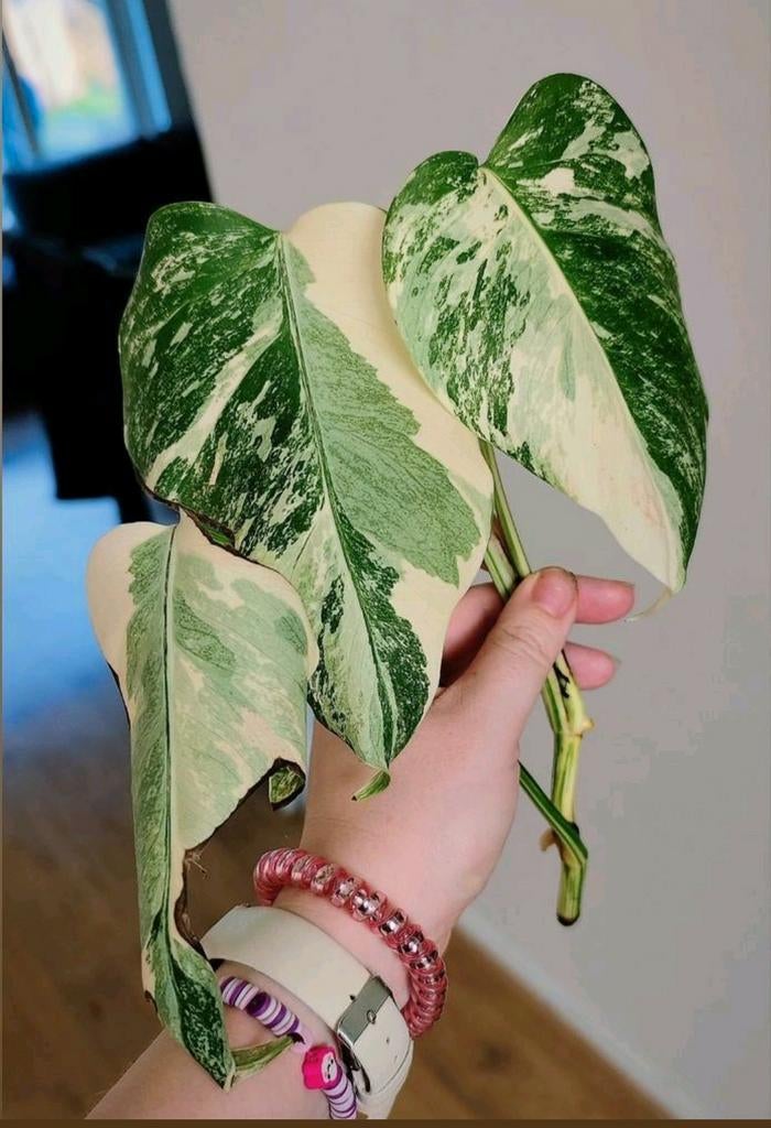 Monstera variegata kopstek, Huis en Inrichting, Kamerplanten, Ophalen, Halfschaduw, Minder dan 100 cm