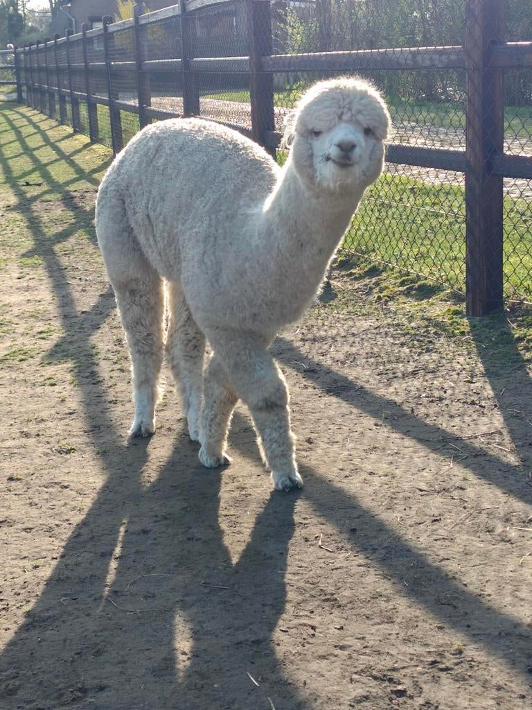 Noah, alpaca merrie AAB, Dieren en Toebehoren, Juni, Vrouwelijk