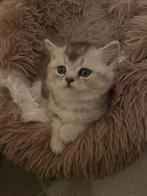 Prachtige Britse Korthaar Silver Tabby, Meerdere dieren, Ontwormd, 0 tot 2 jaar
