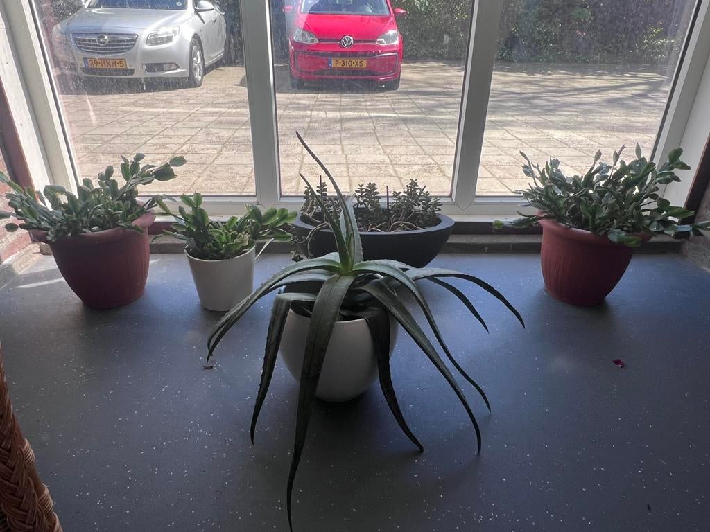 Mooie kamerplanten te koop!, Huis en Inrichting, Kamerplanten, Ophalen
