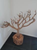 Mooie theeboom, Ophalen, Zo goed als nieuw