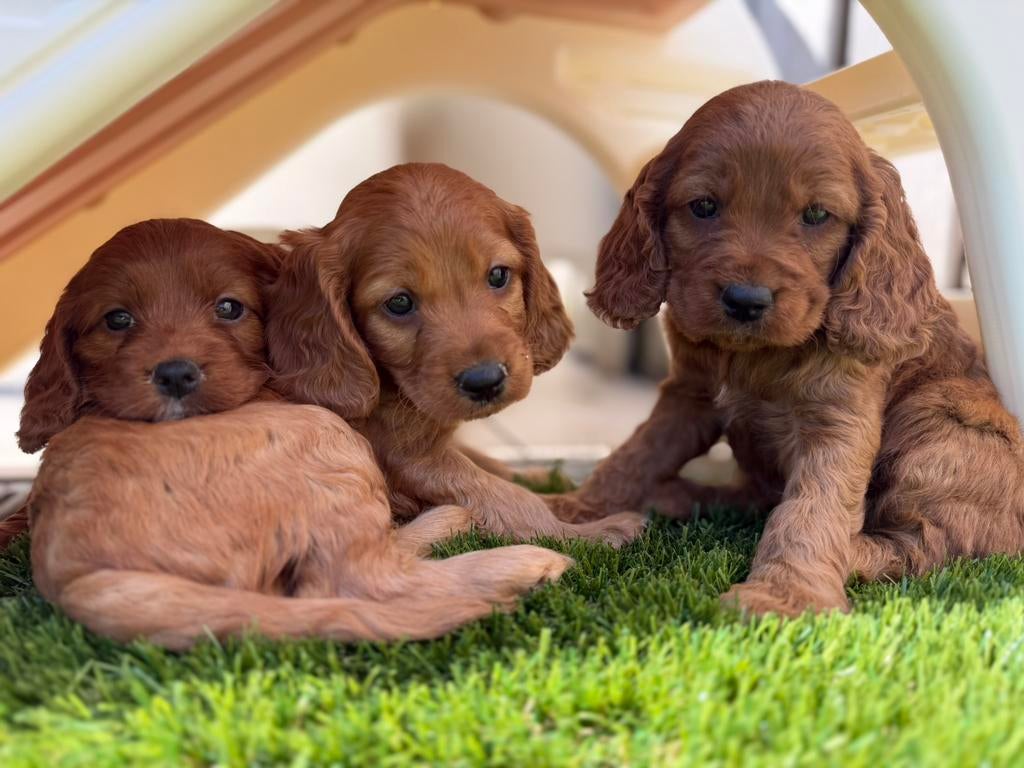 cockapoo, 8 tot 15 weken, Parvo, Meerdere, Meerdere dieren