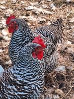 Gezocht broedeieren Amrock groot., Geslacht onbekend, Kip