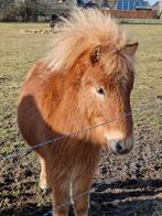Leuk en lief 2 jarig NMPRS geregistreerd hengstje, Dieren en Toebehoren, Pony's, Hengst, A pony (tot 1.17m), Gechipt, 0 tot 2 jaar
