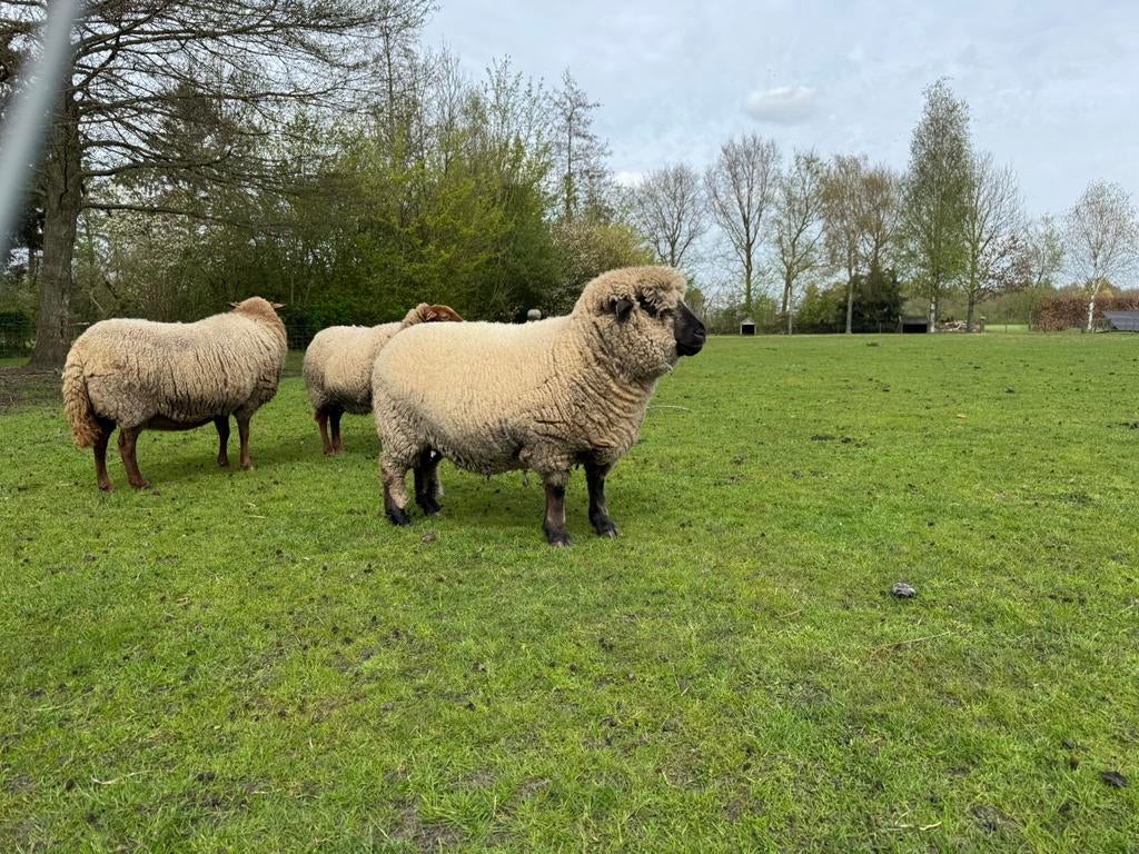 Hampshire down ooi, Dieren en Toebehoren, Vrouwelijk, Schaap