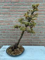 Bonsai spar, Ophalen of Verzenden, Nieuw
