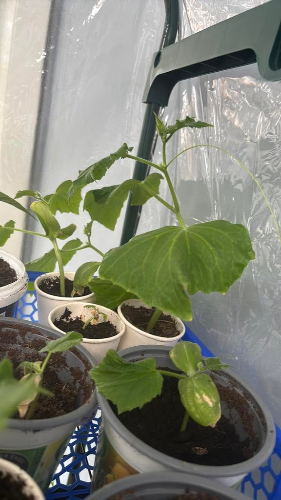 Zoete en hete Turkse Paprika plantjes komkommer, Volle zon, Groenteplanten, Eenjarig, Ophalen of Verzenden