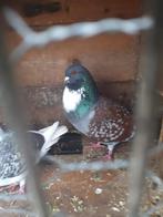 Te koop koppel duiven 3 jaar oud €10, Dieren en Toebehoren, Meerdere dieren, Overige soorten