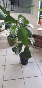 Kamerplant / Tabaksplant 100 cm te koop, Ophalen of Verzenden, Vaste plant, Overige soorten, Halfschaduw