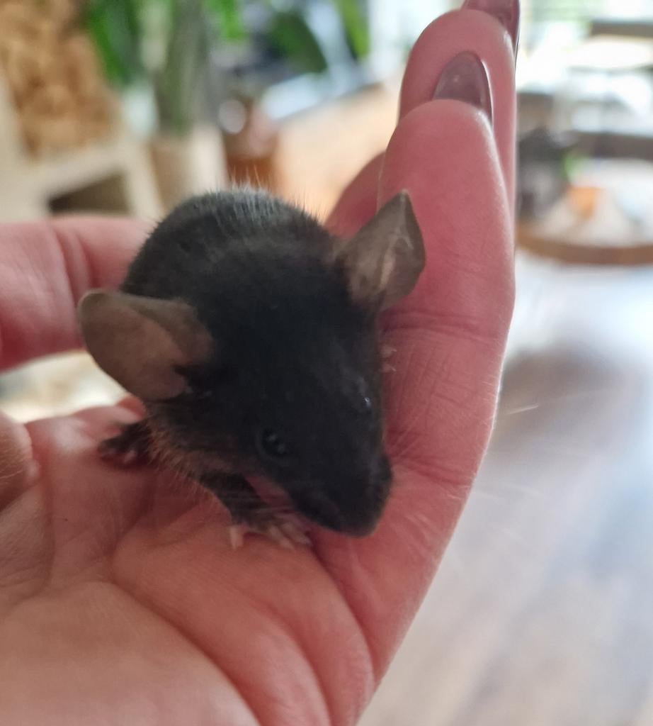 Texelse muis kleurmuis krul teddy rex texel VROUW Black &tan, Dieren en Toebehoren, Februari, Muis, Vrouwelijk, Tam