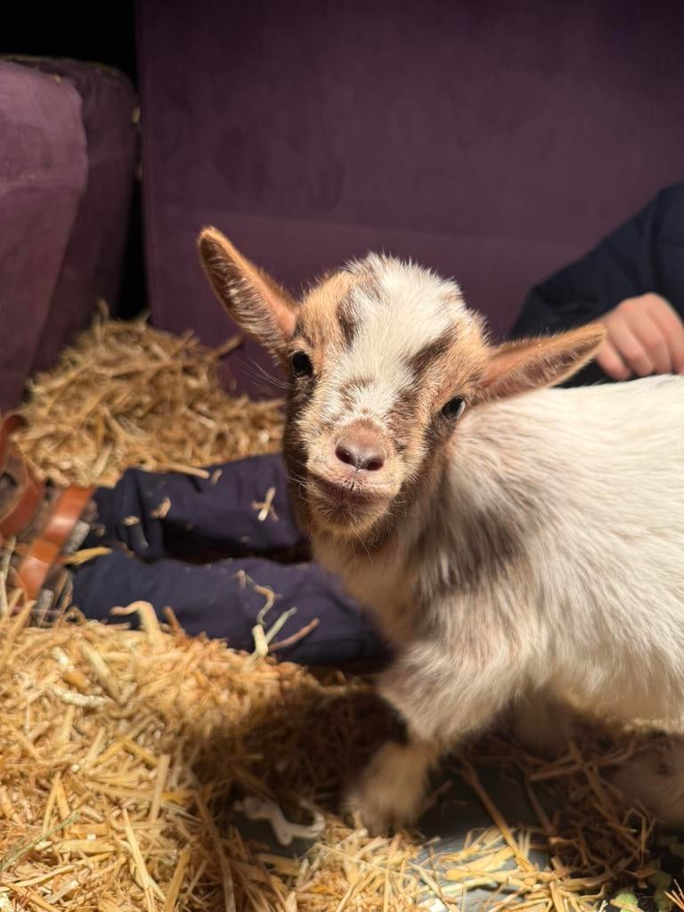 Flessen Dwerg geitje gevraagd omgeving dordrecht eo, Dieren en Toebehoren, Schapen, Geiten en Varkens, Vrouwelijk, Geit