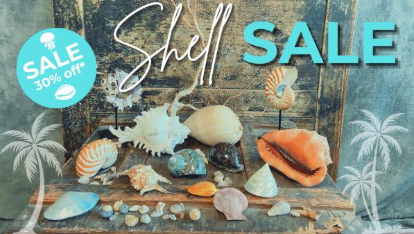 NU 30% Korting op alle schelpen!, Verzamelen, Ophalen of Verzenden, Schelp(en)