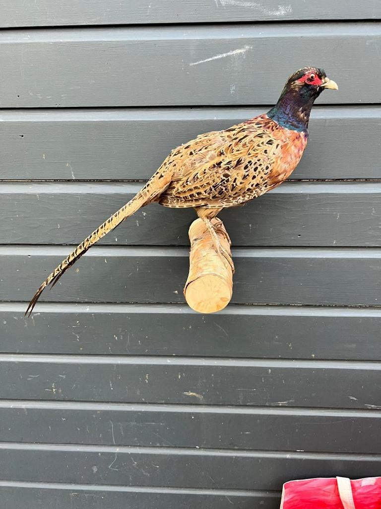 Jong exemplaar fazant, Ophalen of Verzenden, Zo goed als nieuw, Vogel, Opgezet dier