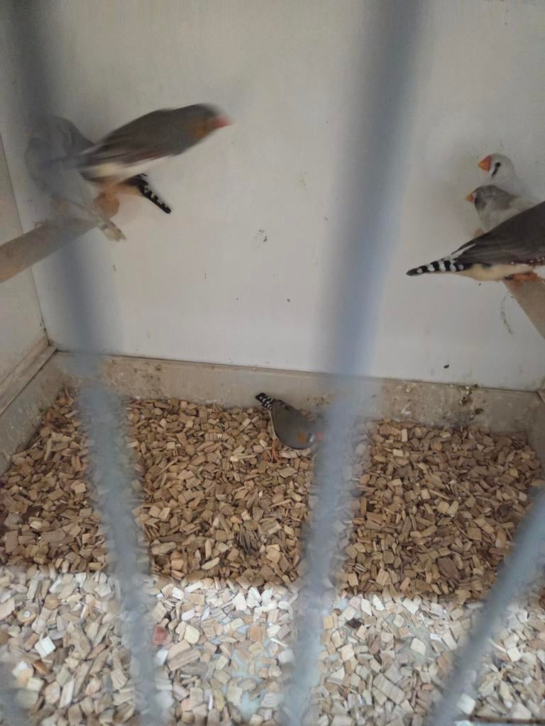 Zebravinkjes, Meerdere dieren