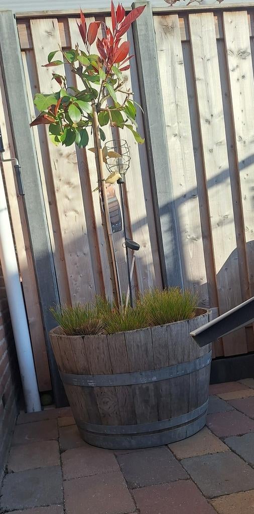Schaal 60 Cm kopen in Tuin en Terras