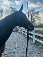 verzorgpaard aangeboden / bijrijder gezocht, Ophalen