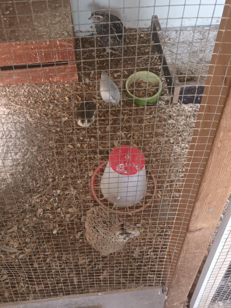 4 kwartels, Ophalen of Verzenden, Hout, Vogelkooi