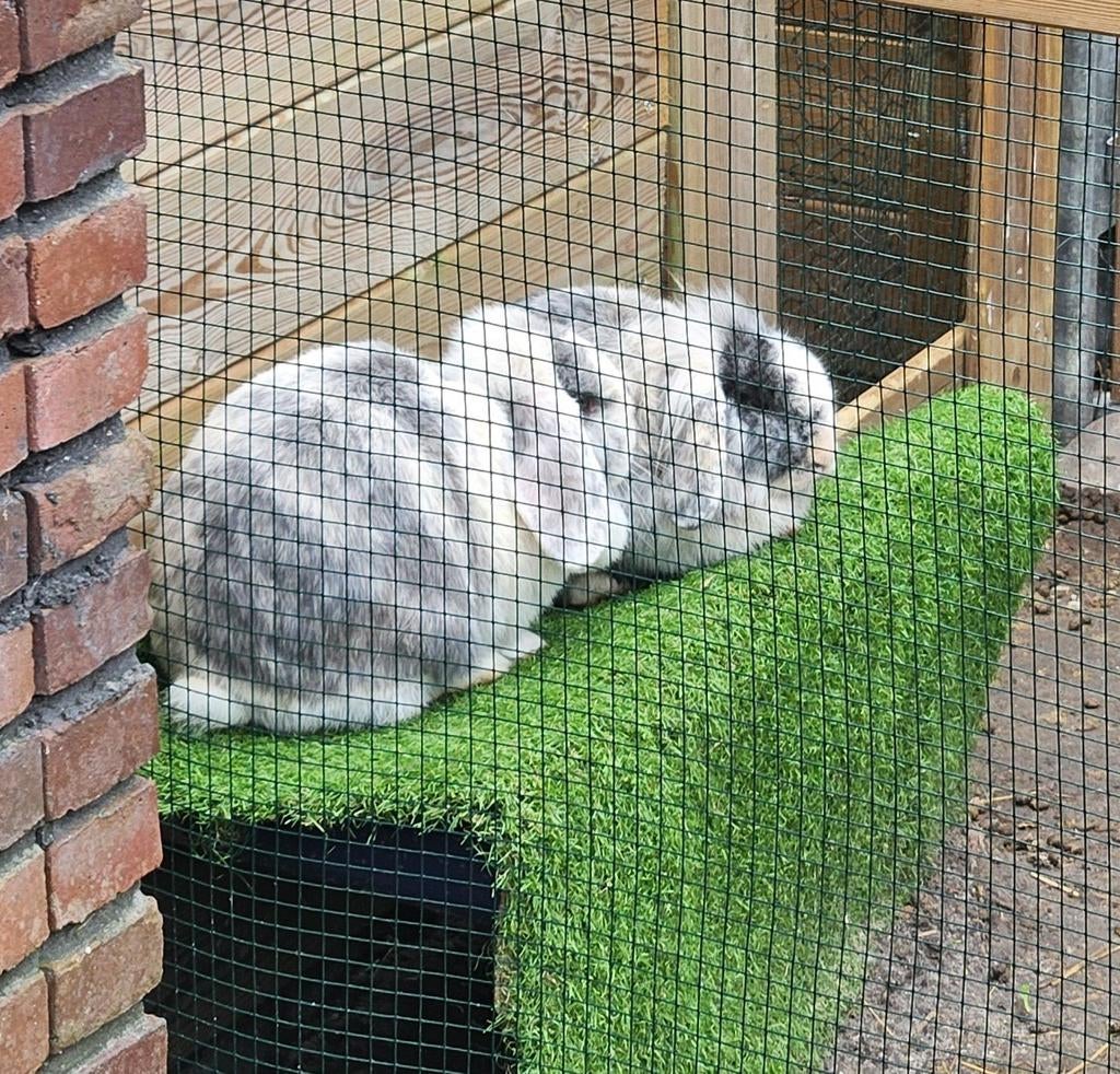 Gratis 2 lieve hangoor konijntjes, Dieren en Toebehoren, Konijnen, Meerdere dieren