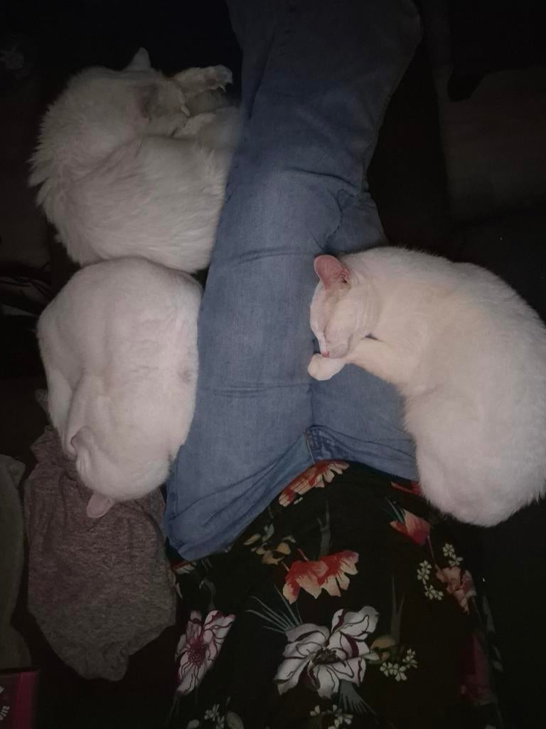 Gezocht dekkater, Dieren en Toebehoren